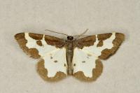 Lomaspilis marginata