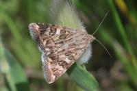 Protoschinia scutosa