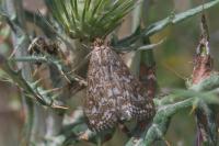 Evergestis frumentalis