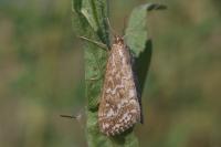 Evergestis frumentalis