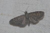 Eupithecia ultimaria