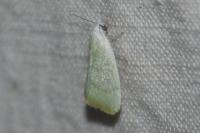 Earias vernana