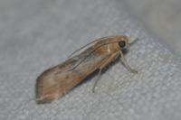 Pterothrixidia rufella