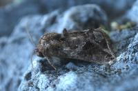 Ctenoplusia accentifera