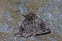 Ctenoplusia accentifera