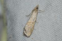 Euchromius ocellea