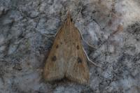 Udea numeralis