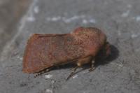 Metopoceras felicina