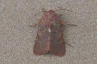 Metopoceras felicina