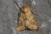 Conisania luteago olbiena