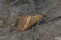 Evergestis marionalis