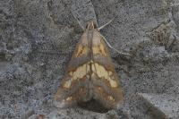 Evergestis marionalis