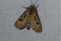 Agrotis exclamationis exclamationis