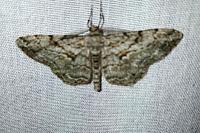 Peribatodes rhomboidaria rhomboidaria