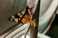 Arctia villica