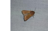 Mythimna albipuncta