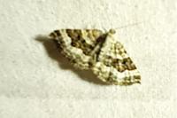 Epirrhoe alternata