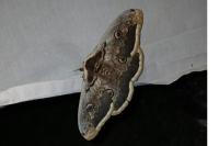 Saturnia pyri