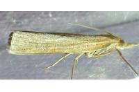 Pediasia luteella