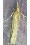 Pediasia luteella
