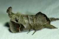 Clostera anachoreta