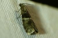 Elegia atrifasciella