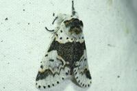 Furcula bicuspis