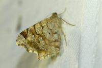 Macaria notata