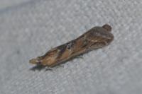 Ancylosis cinnamomella