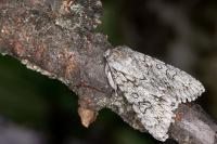 Acronicta aceris