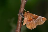 Selenia lunularia
