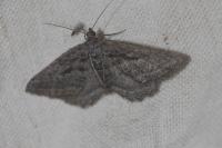 Rhoptria asperaria