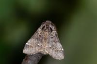Drymonia dodonaea