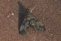 Duponchelia fovealis