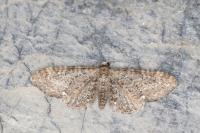 Eupithecia vulgata
