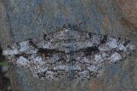 Peribatodes umbraria umbraria