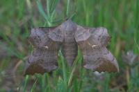 Laothoe populi