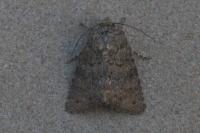 Recoropha canteneri