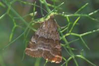 Synthymia fixa