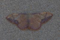 Idaea ostrinaria
