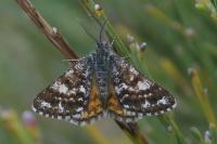 Isturgia famula