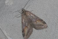 Chesias isabella