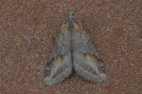 Chesias isabella