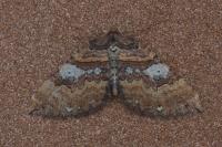 Earophila badiata