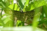 Scopula immorata