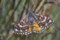 Isturgia famula