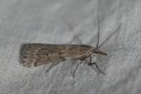 Seeboldia korgosella