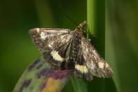 Pyrausta aurata