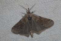 Seeboldia korgosella