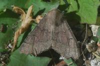Odontopera bidentata